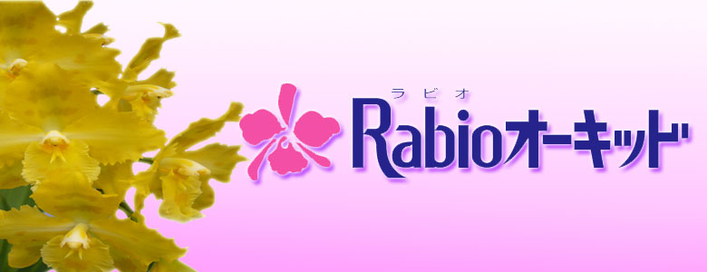 Ｒａｂｉｏｵｰｷｯﾄﾞｲﾒｰｼﾞ