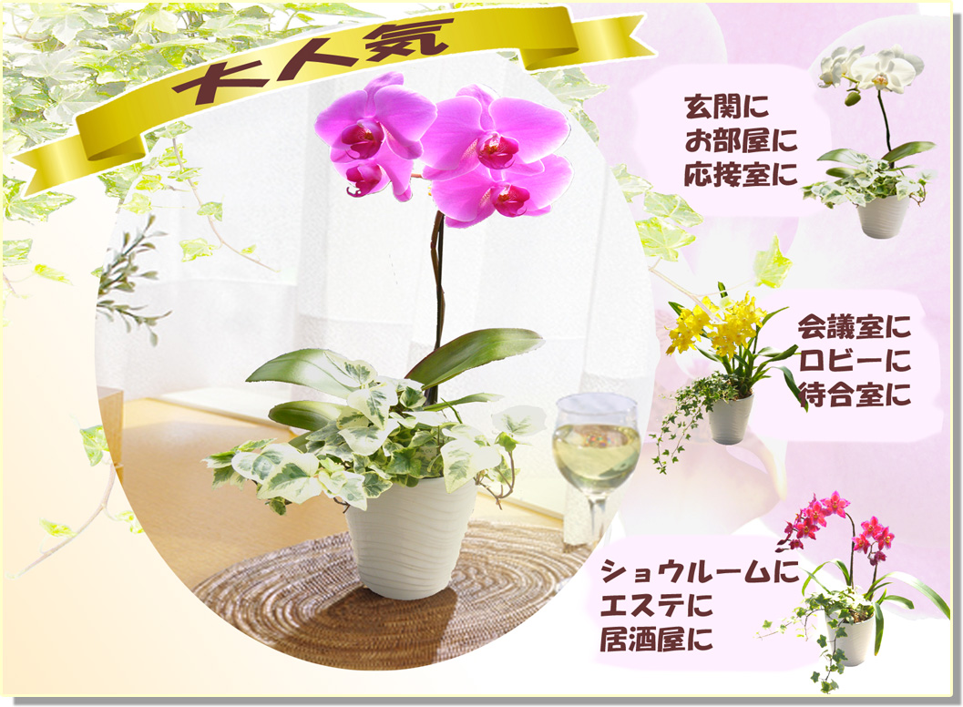 大人気！ﾍﾃﾞﾗ寄せシリーズ