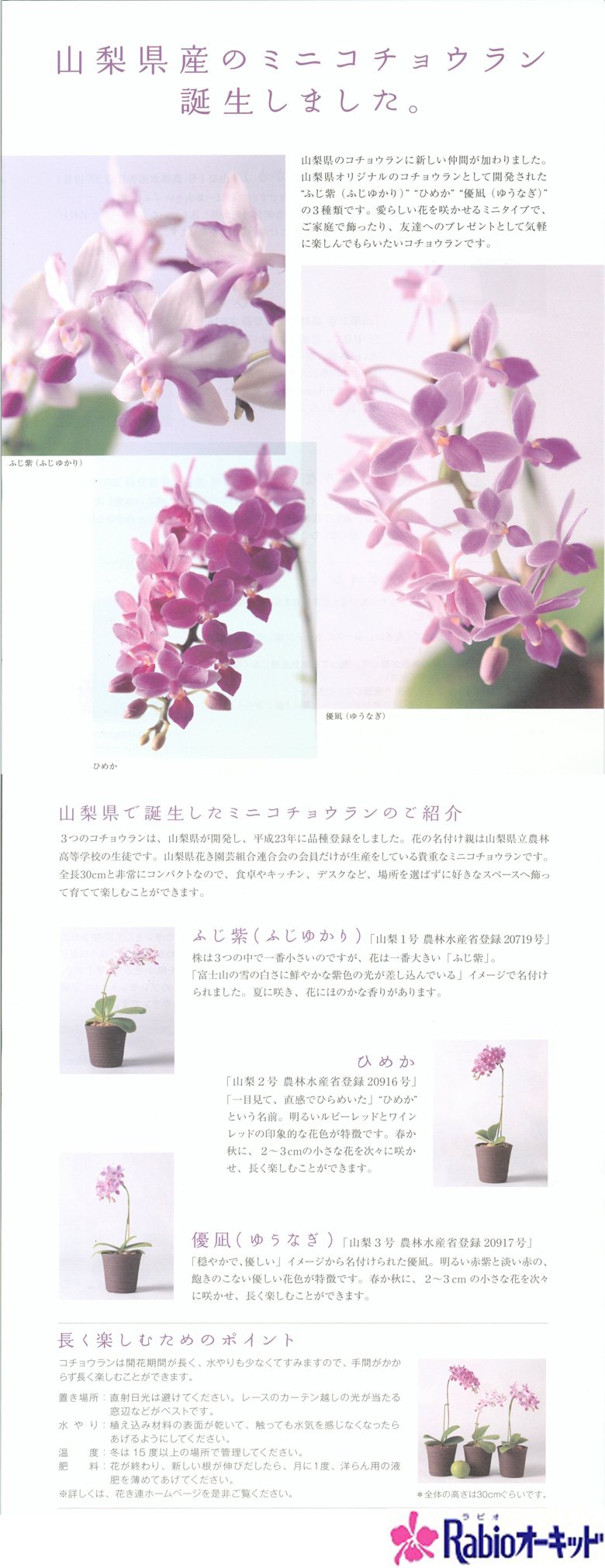 ミニ胡蝶蘭詳細